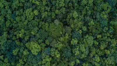 Buy_one_get_one_tree_900x